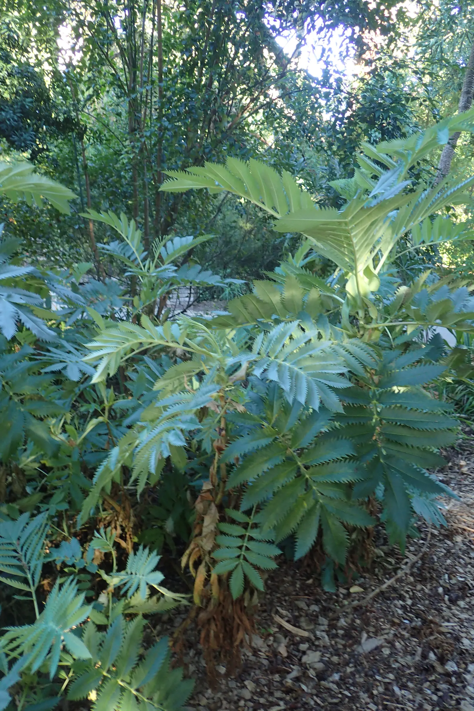 Honey Bush (Melianthus Major) — are deeply serrated and can grow up to 15 to 18 inches long