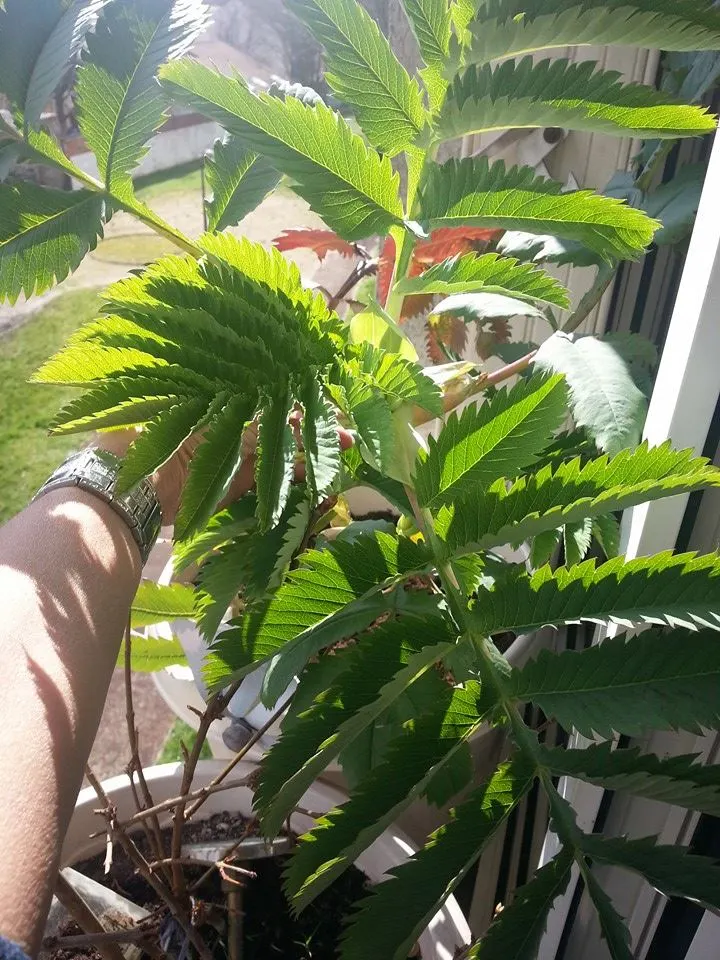 Honey Bush (Melianthus Major) — the Honey Bush can reach upwards of 6 to 10 feet tall with a spread of approximately 3 to 6 feet
