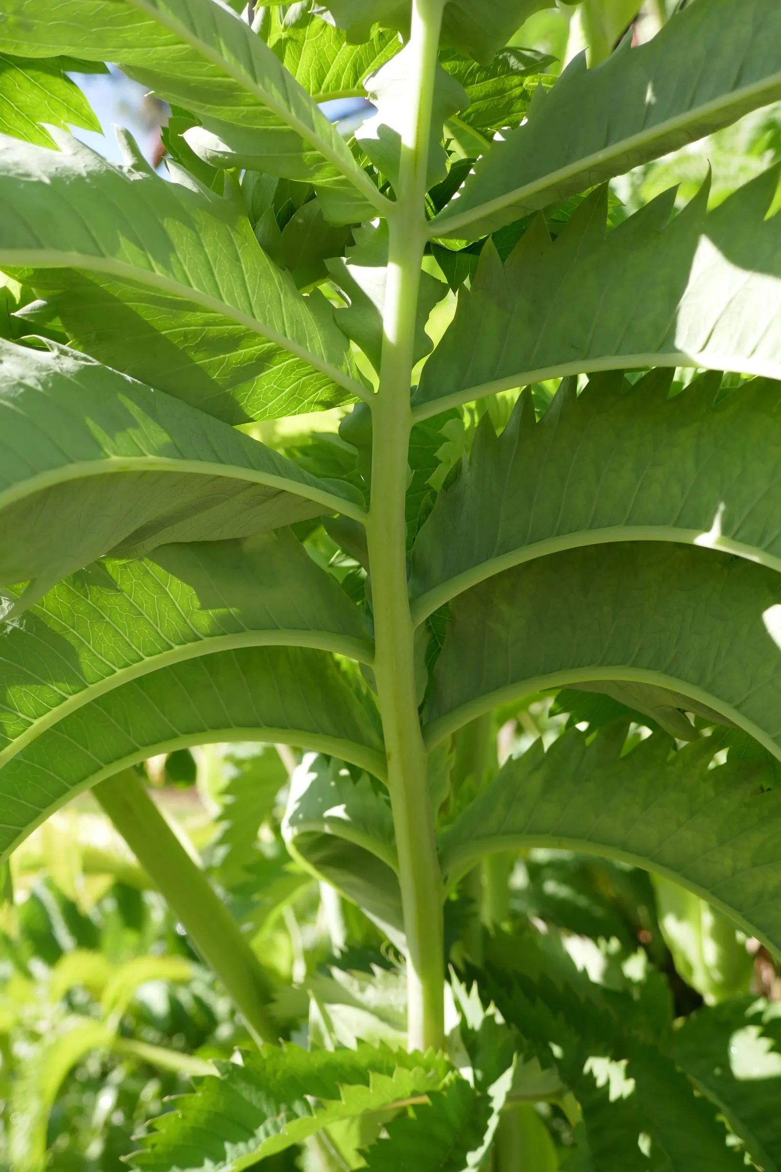 Honey Bush (Melianthus Major) — The nectar-rich blooms are magnets for pollinators such as birds and bees