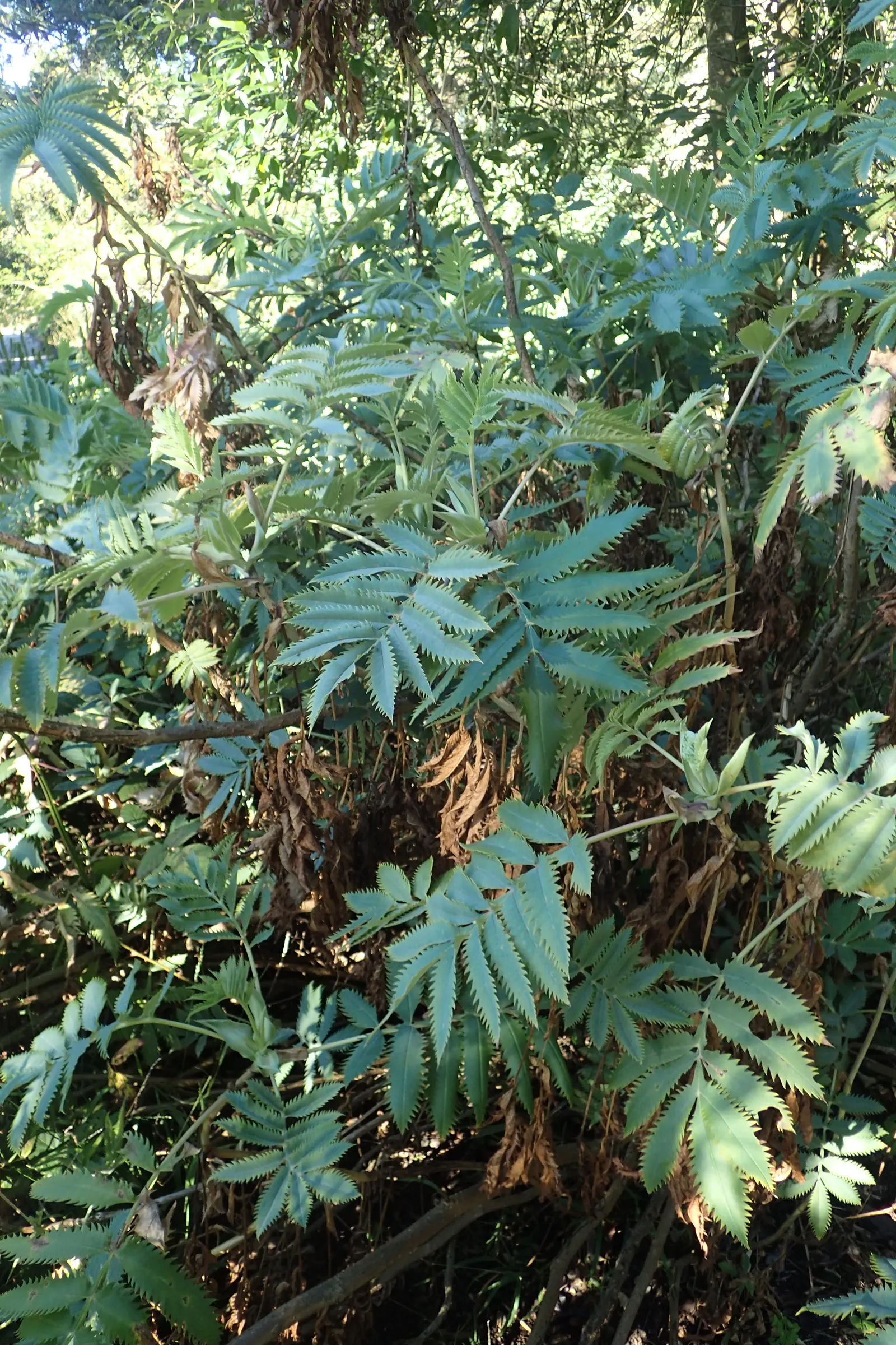 Honey Bush (Melianthus Major) — The Honey Bush (Melianthus major)