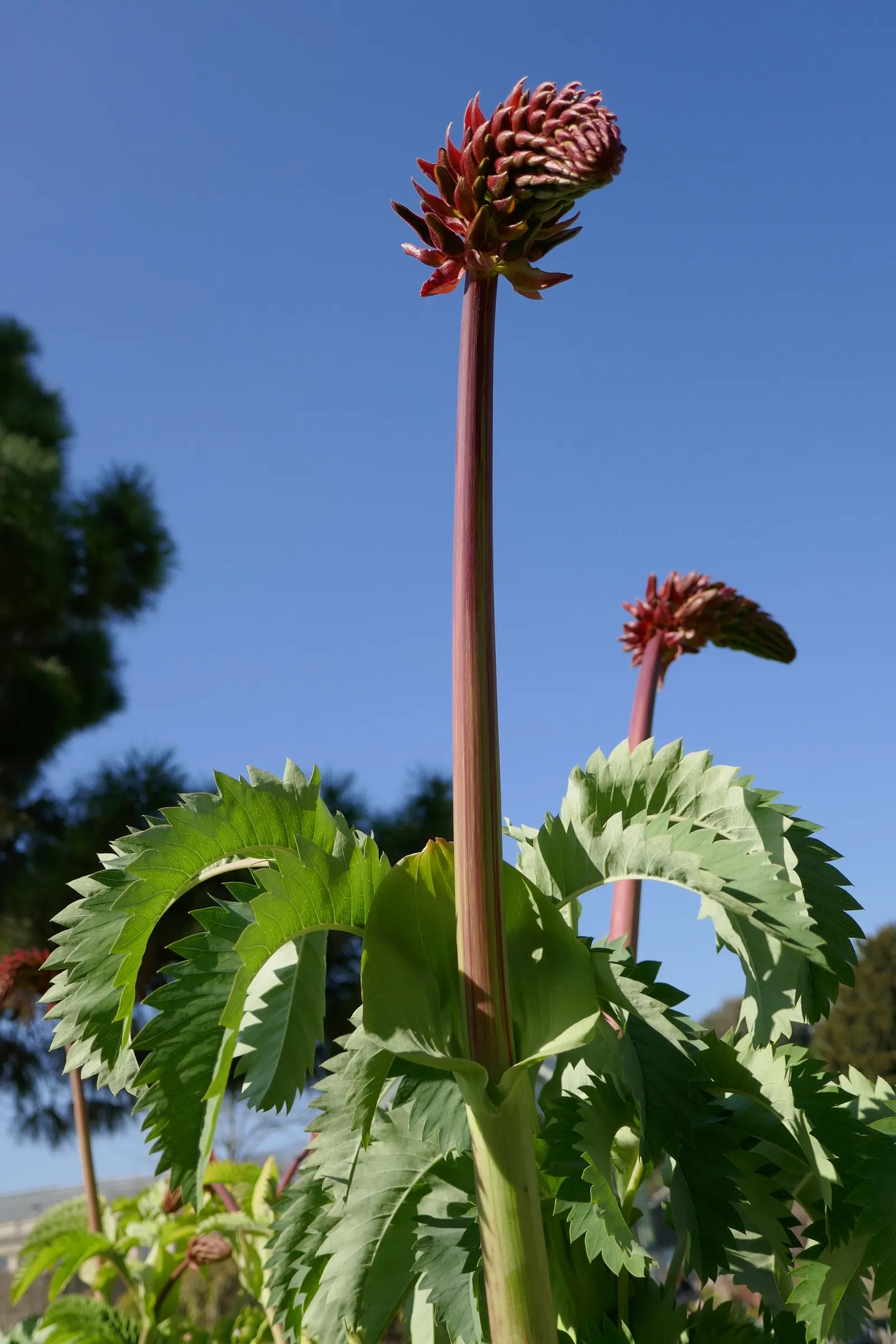 Honey Bush (Melianthus Major) — though it's tolerant of mild drought once established