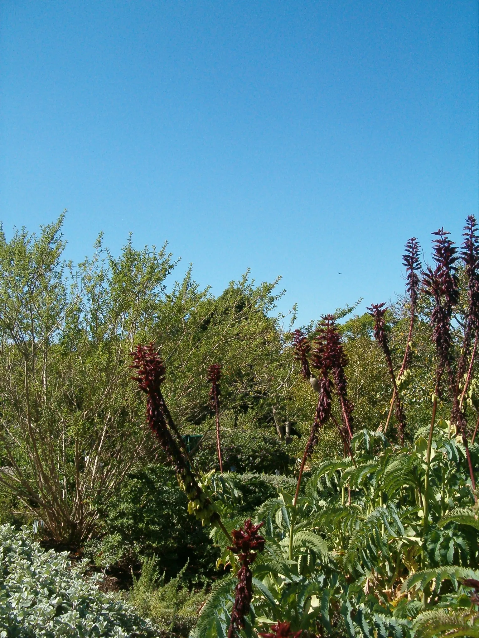 Honey Bush (Melianthus Major) — Prefers full sun to partial shade and well-drained soil; drought-tolerant once established