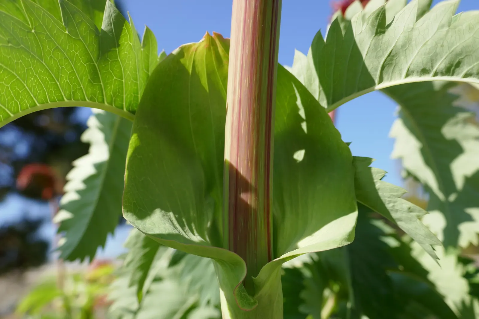 Honey Bush (Melianthus Major) — hence the name.<br><br>From late spring to early summer