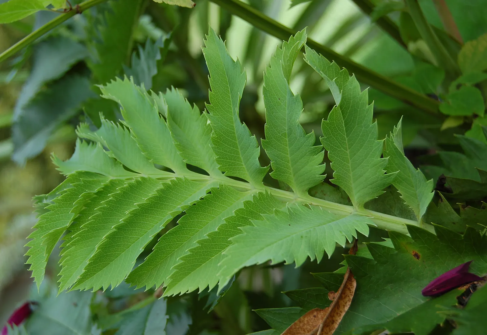 Honey Bush (Melianthus Major) — is an eye-catching perennial prized for its serrated