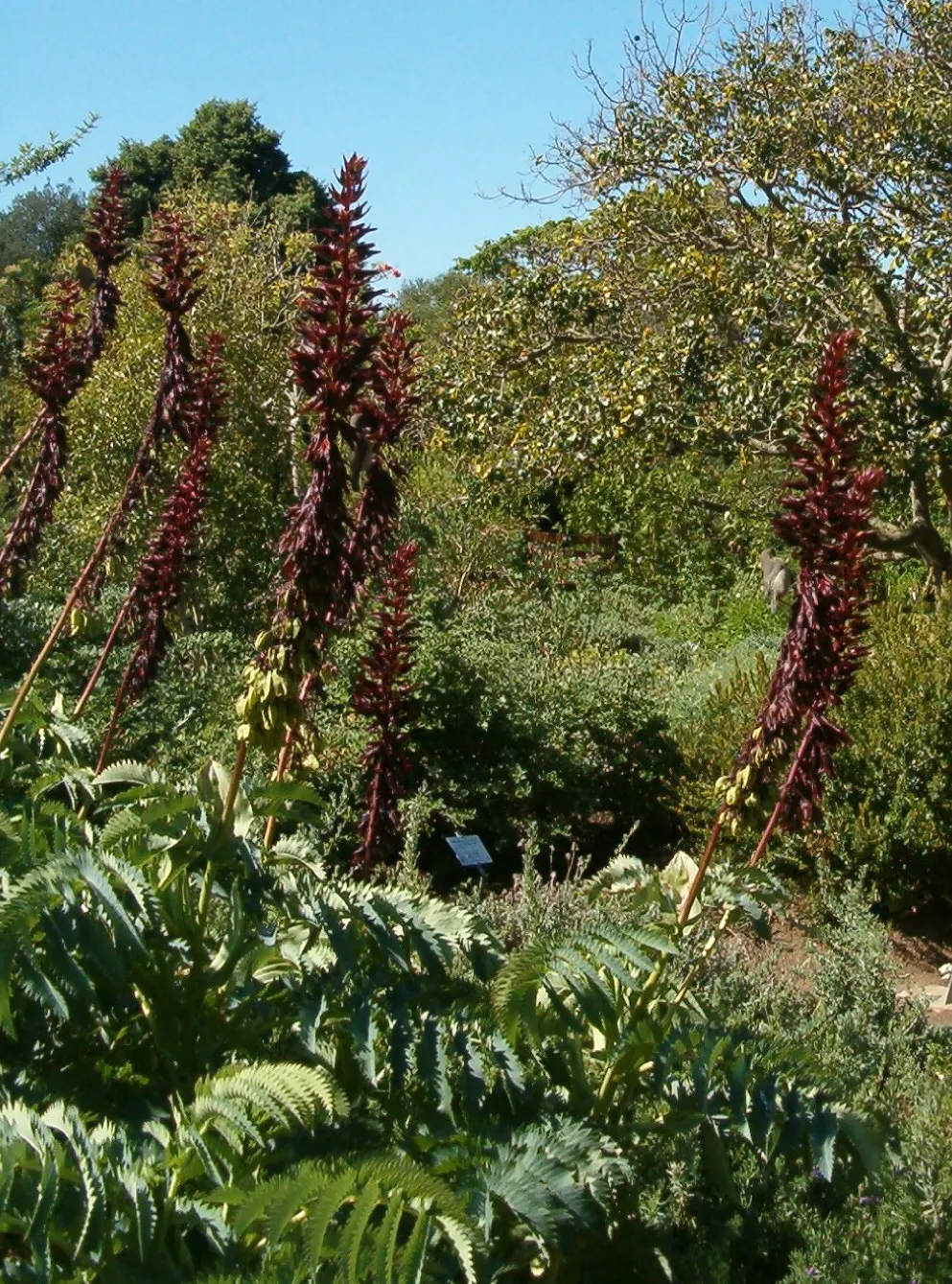 Honey Bush (Melianthus Major) — hence the name.<br><br>From late spring to early summer; pruning can be done in spring to maintain shape and, image 64