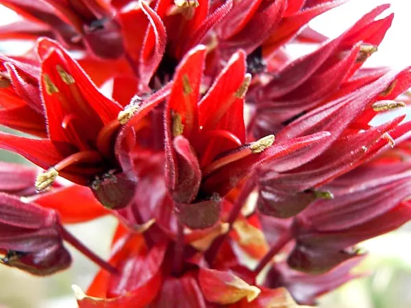 Honey Bush (Melianthus Major) — It should be sheltered from strong winds, and in colder climates, a protective winter mulch is advisable, image 69