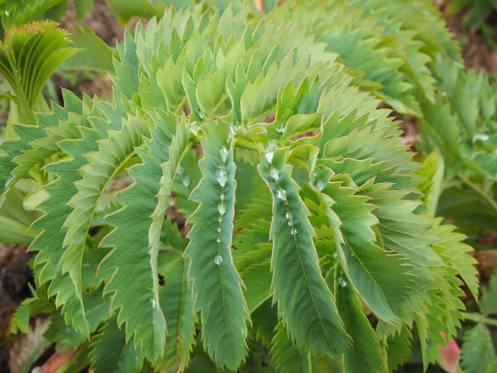 Honey Bush (Melianthus Major) — shrub with red blooms; the Honey Bush produces striking, image 74