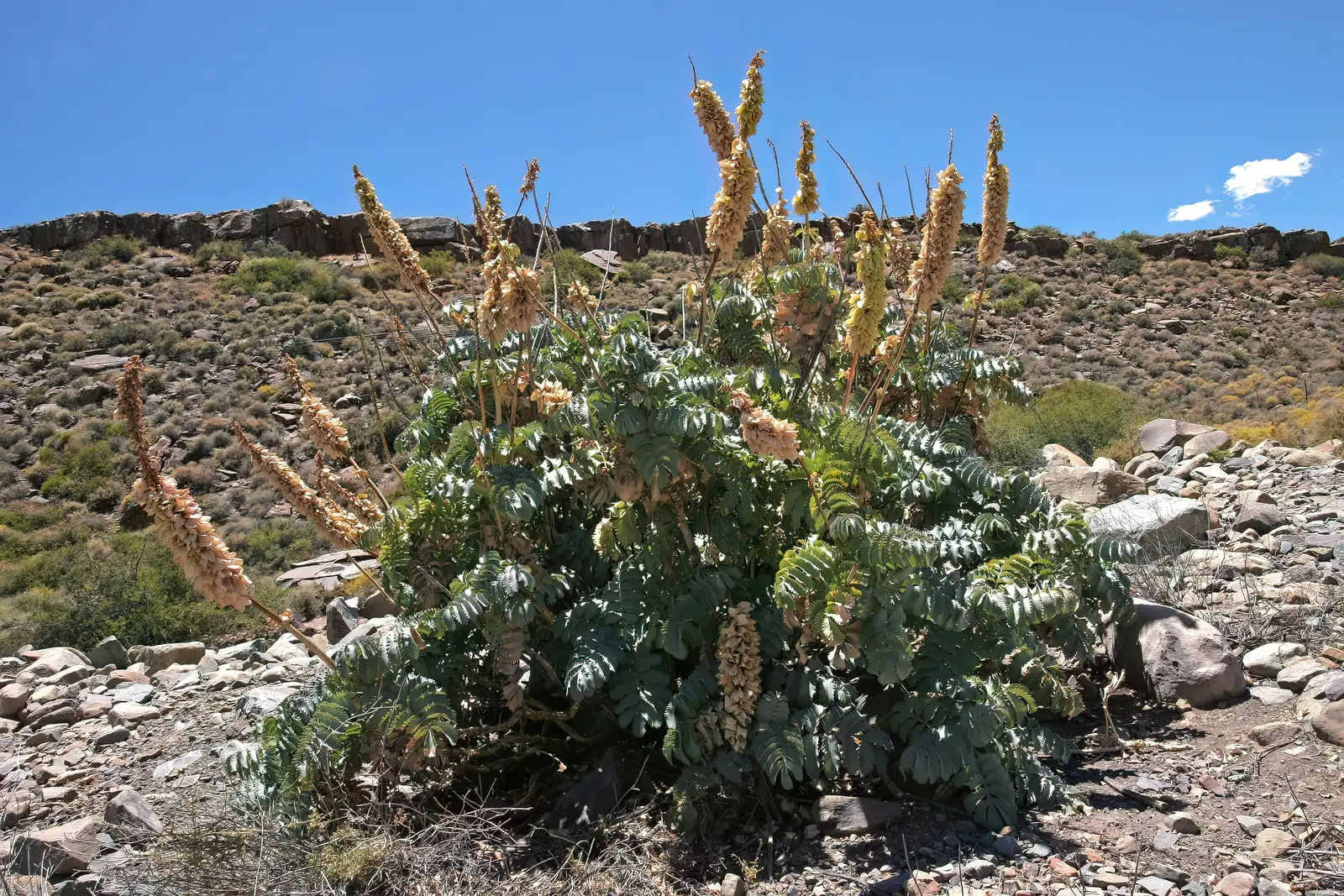 Honey Bush (Melianthus Major) — Note that all parts of the Melianthus major are highly toxic if ingested; it should be sheltered from strong winds, and in