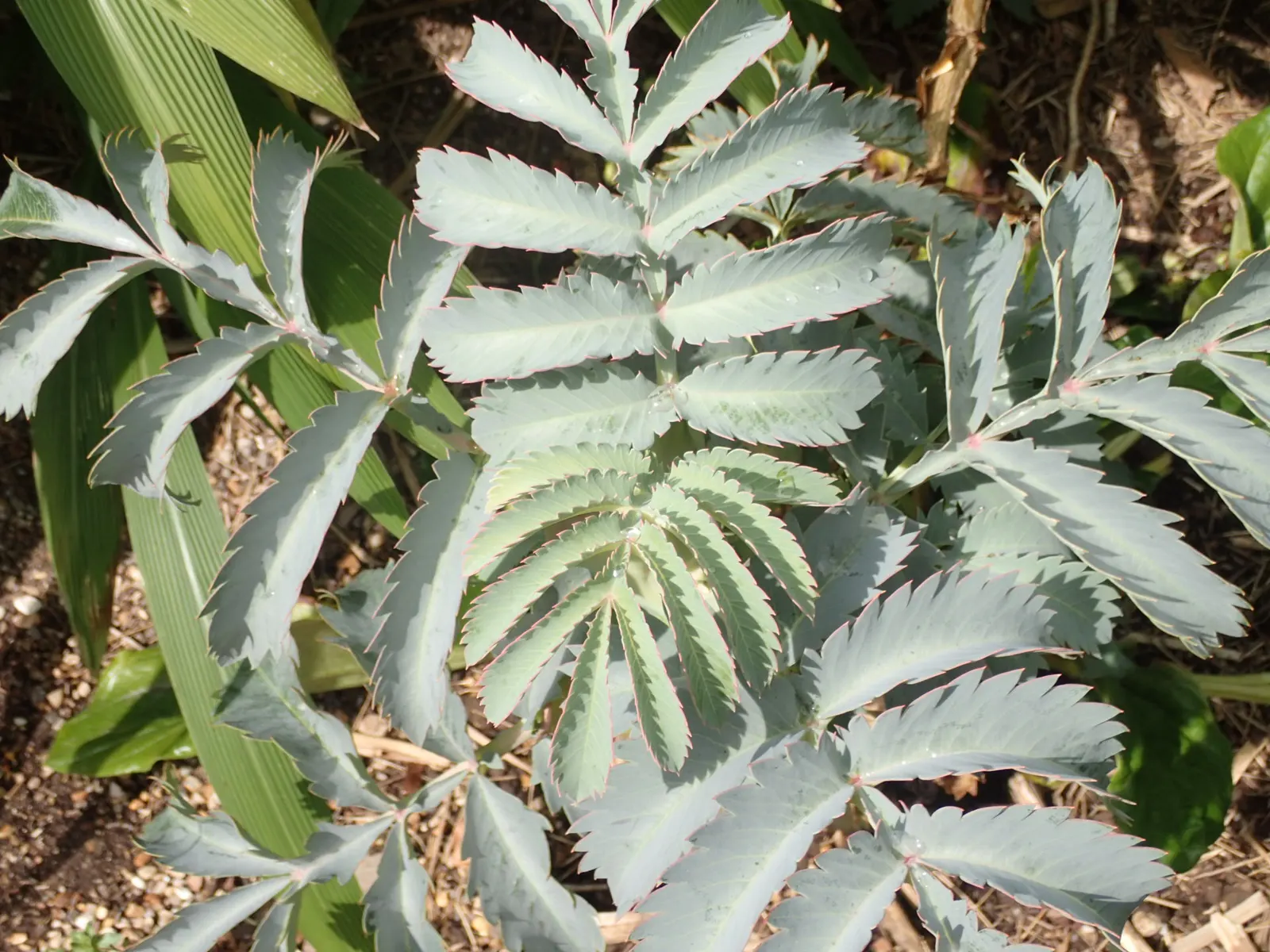 Honey Bush (Melianthus Major) — the Honey Bush produces striking; is an eye-catching perennial prized for its serrated, image 65