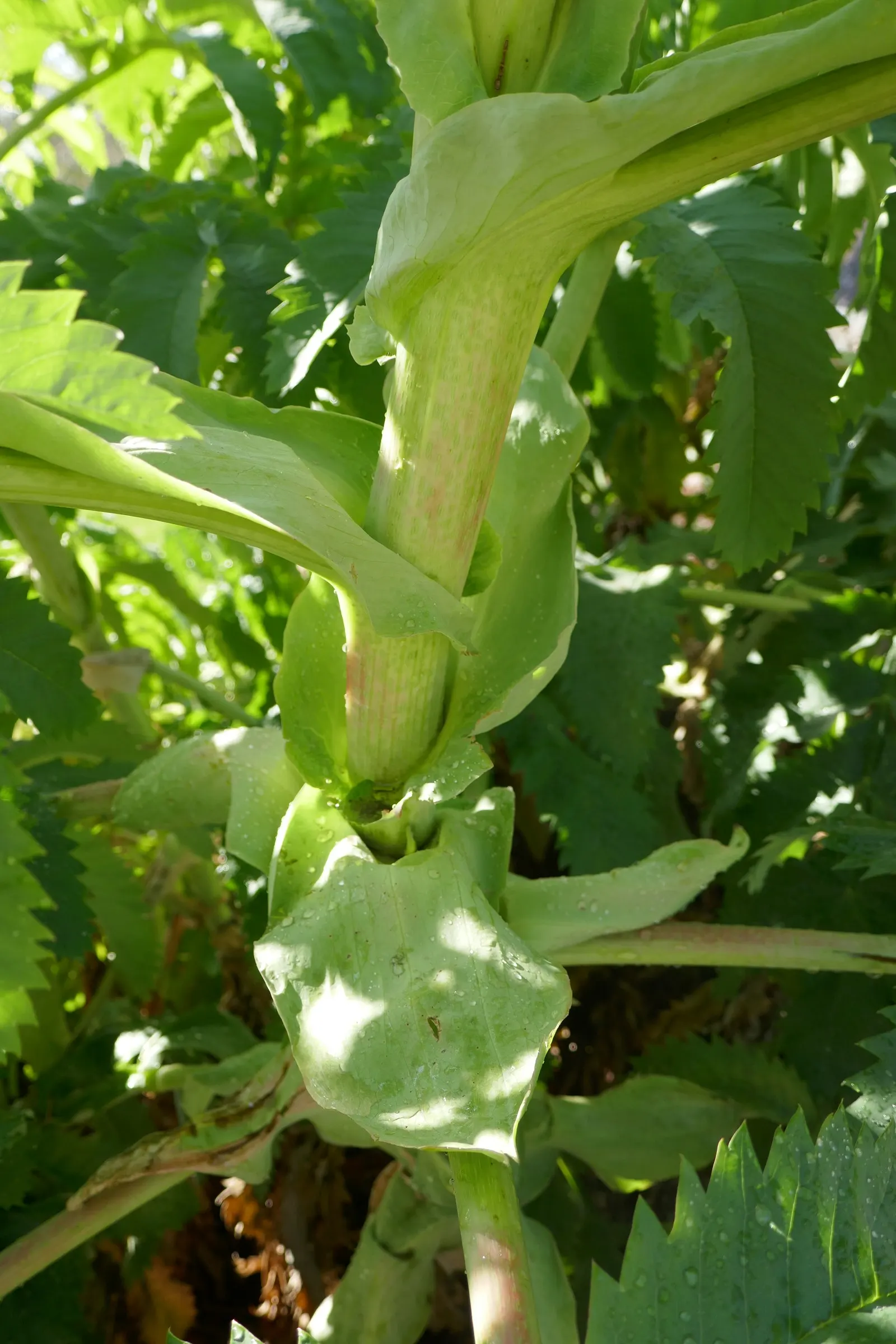 Honey Bush (Melianthus Major) — the Honey Bush can reach upwards of 6 to 10 feet tall with a spread of approximately 3 to 6 feet; shrub with red, image 86