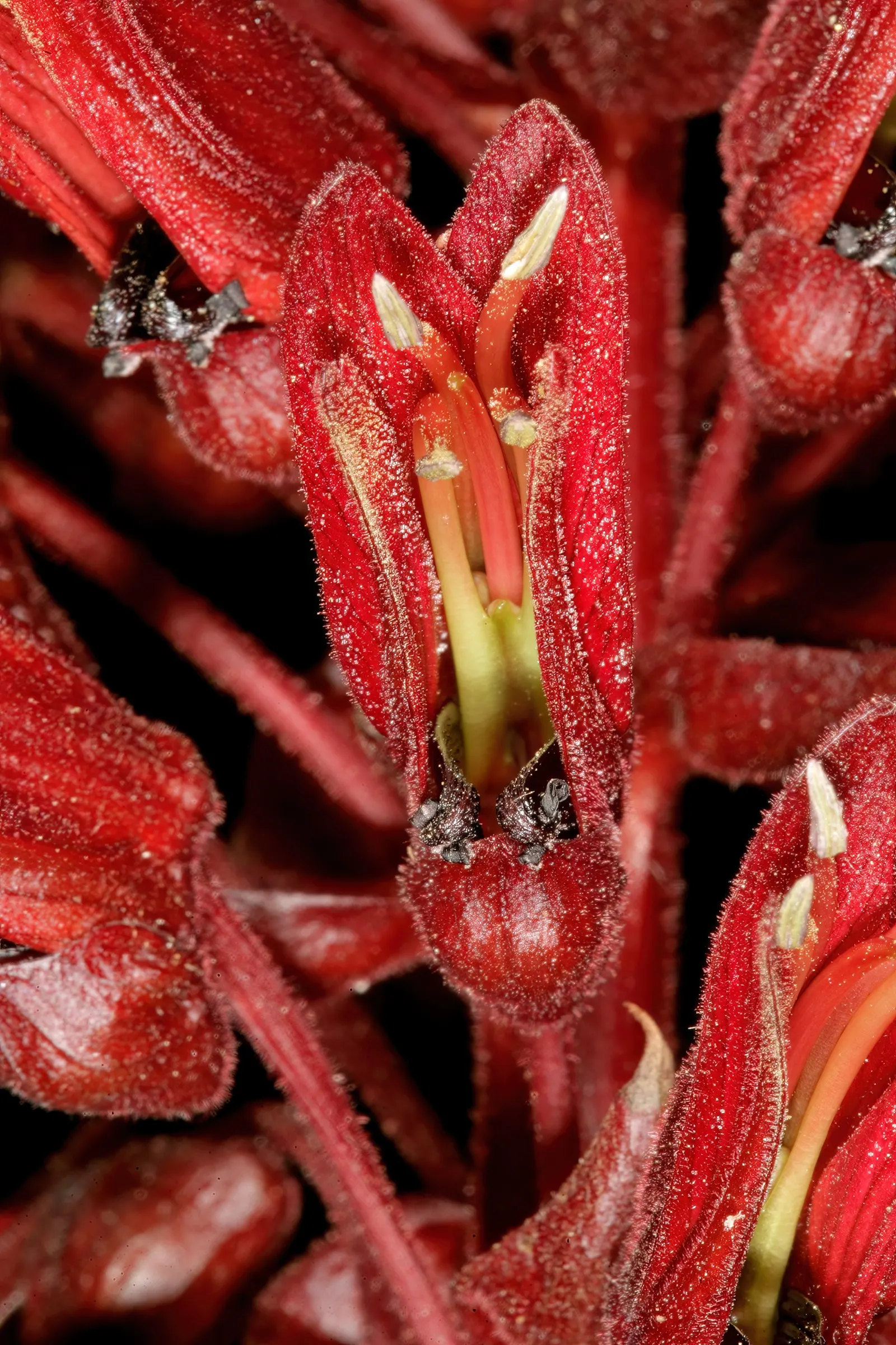 Honey Bush (Melianthus Major) — The Honey Bush (Melianthus major); it features reddish-brown, nectar-rich flowers, which bloom on towering spikes, image 51