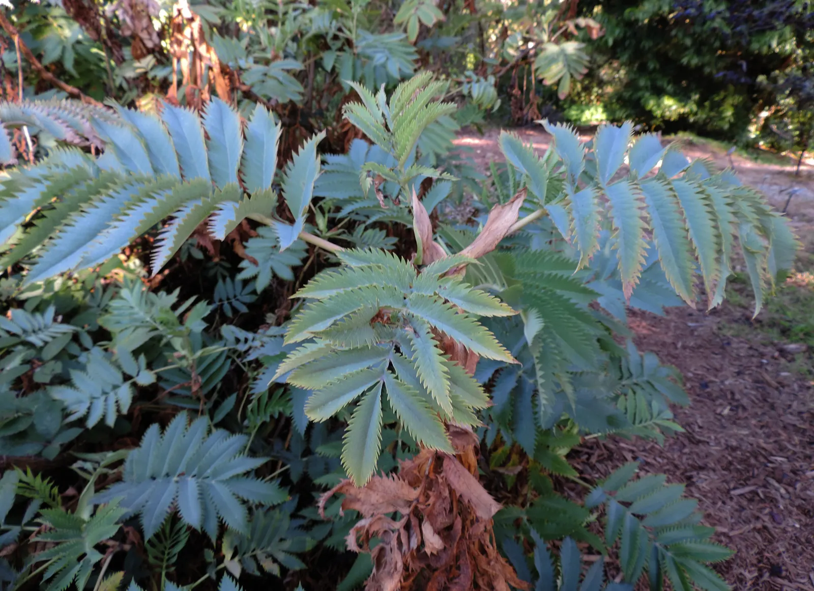 Honey Bush (Melianthus Major) — this plant thrives in USDA zones 8 to 10
