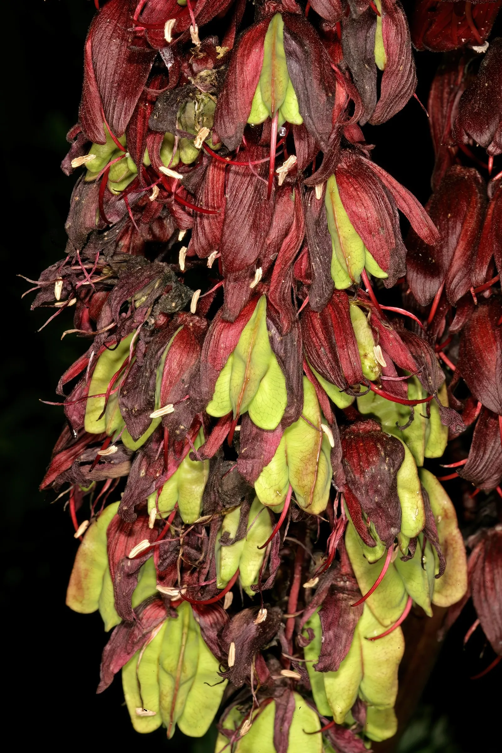 Honey Bush (Melianthus Major) — blue-green pinnate leaves that add a striking texture to gardens; though it's tolerant of mild drought once, image 53