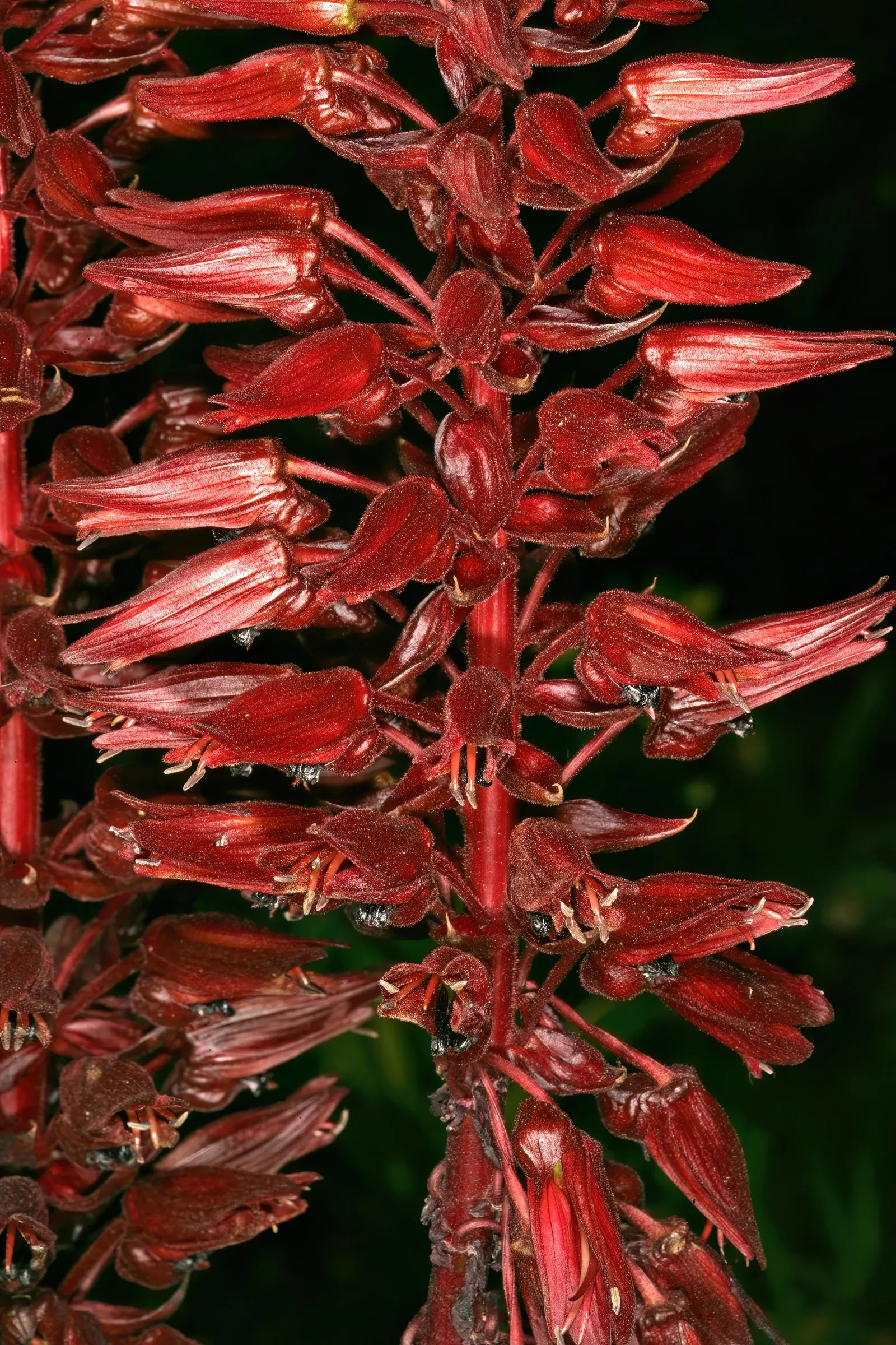 Honey Bush (Melianthus Major) — The nectar-rich blooms are magnets for pollinators such as birds and bees; pendulous racemes that can extend up to 2 feet in
