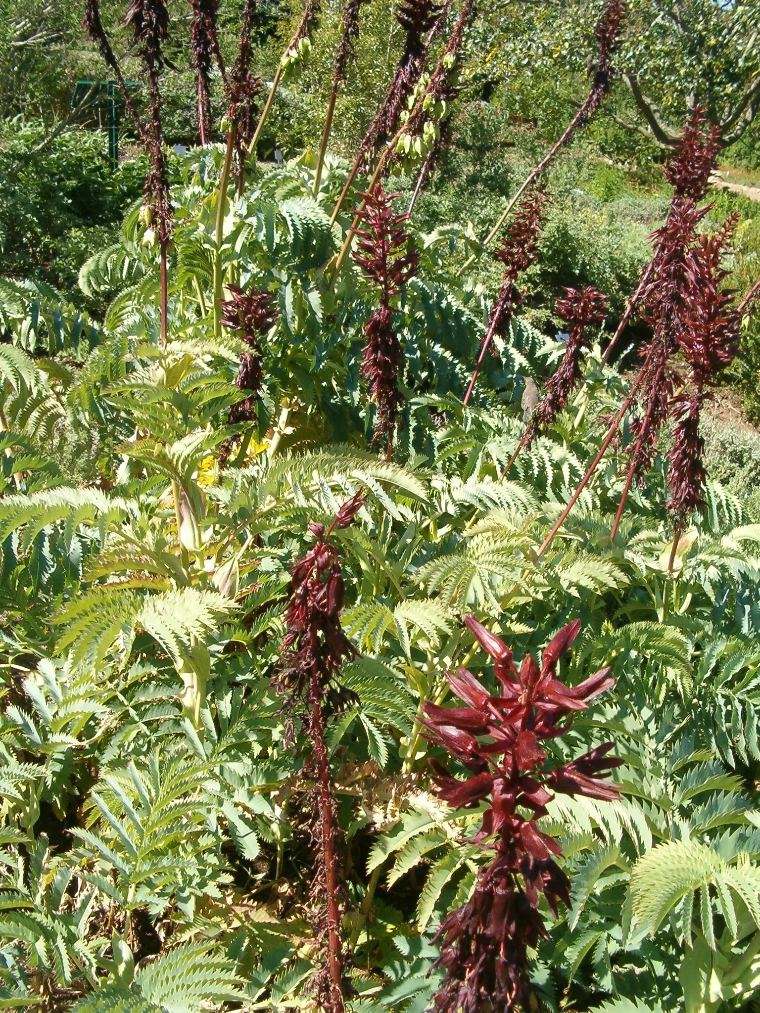 Honey Bush (Melianthus Major) — Fast-growing, it can reach up to 6-10 feet in height and 3-6 feet in width