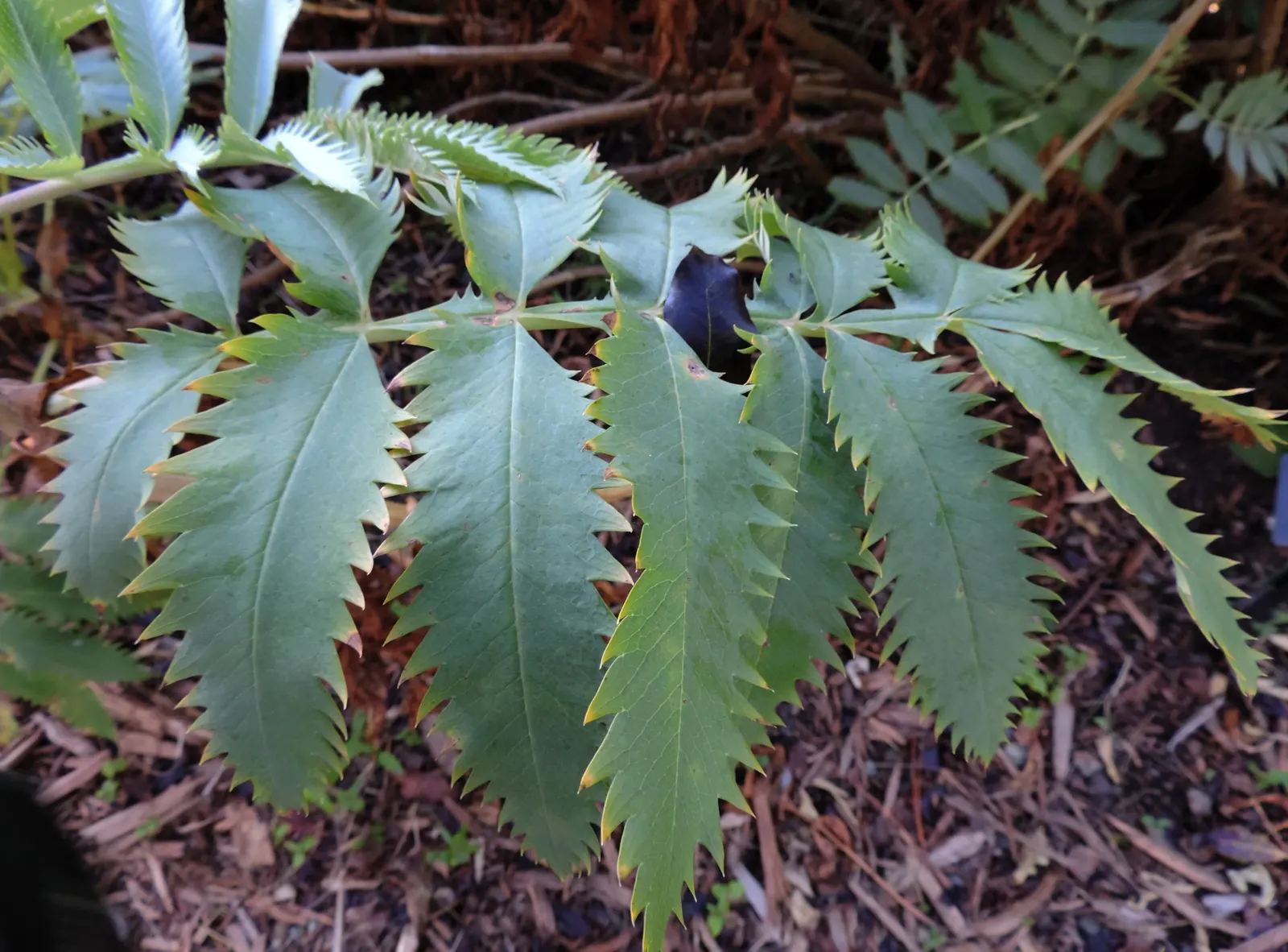 Honey Bush (Melianthus Major) — It should be sheltered from strong winds, and in colder climates, a protective winter mulch is advisable; fast-growing, it can