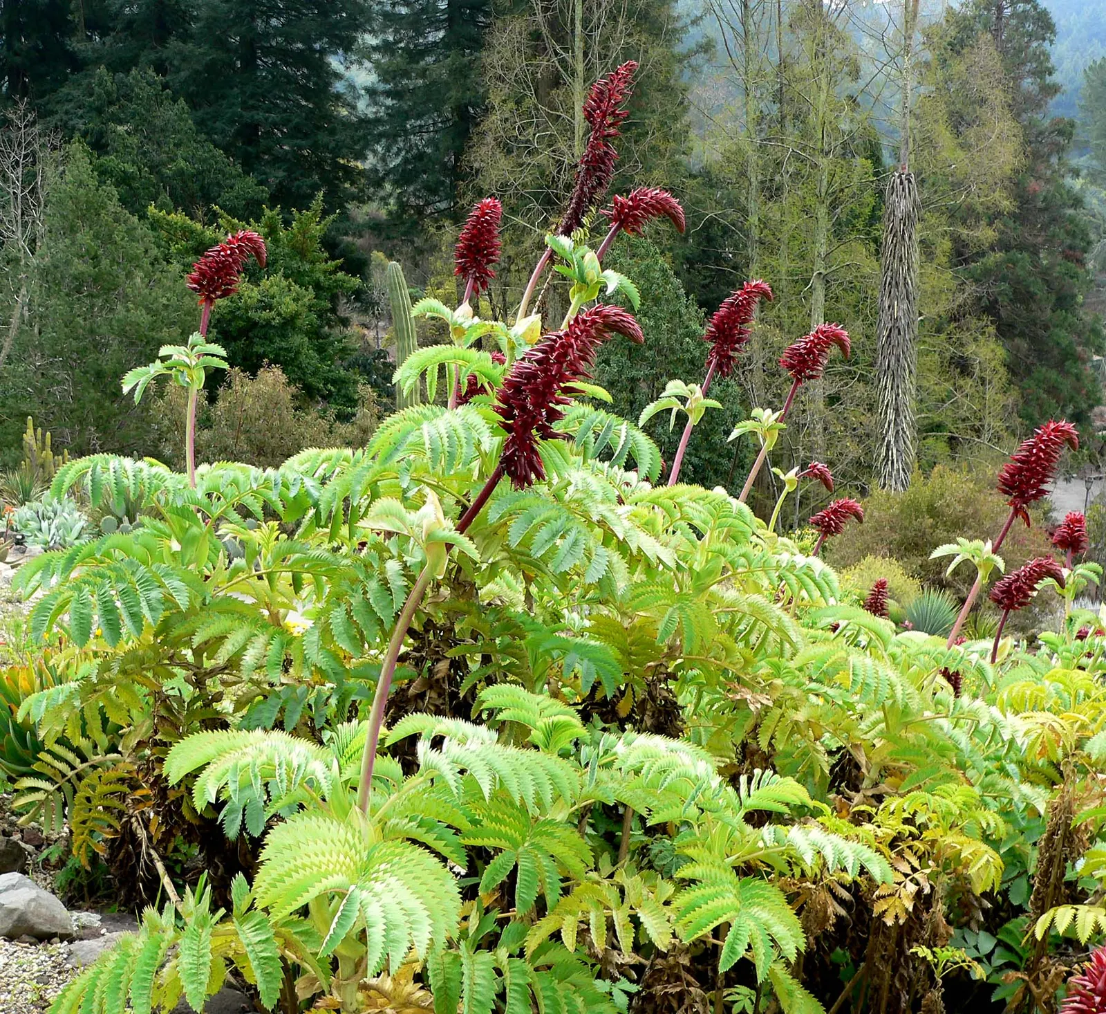 Honey Bush (Melianthus Major) — though it's tolerant of mild drought once established; red flowers in the garden, image 68