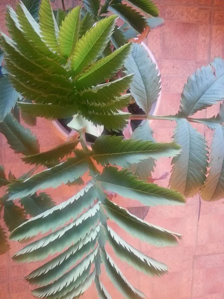 Honey Bush (Melianthus Major) — pendulous racemes that can extend up to 2 feet in length