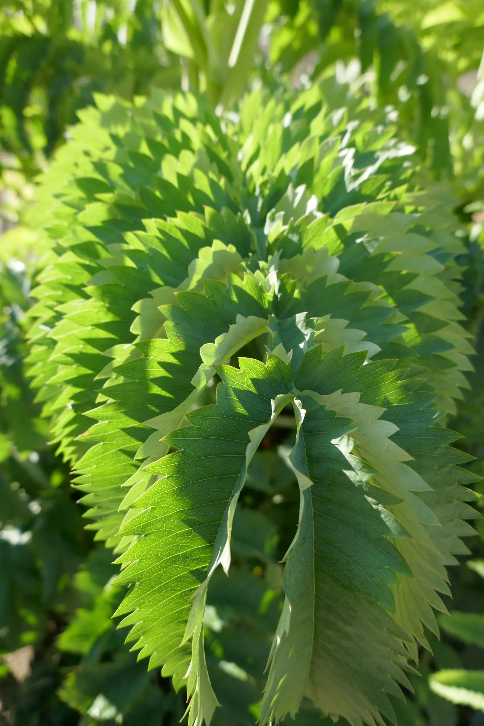 Honey Bush (Melianthus Major) — hence the name.<br><br>From late spring to early summer; pruning can be done in spring to maintain shape and, image 89