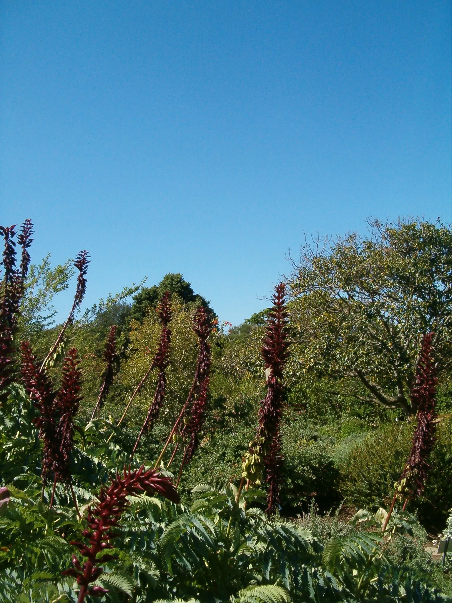 Honey Bush (Melianthus Major) — semi-evergreen shrub renowned for its unique ornamental features