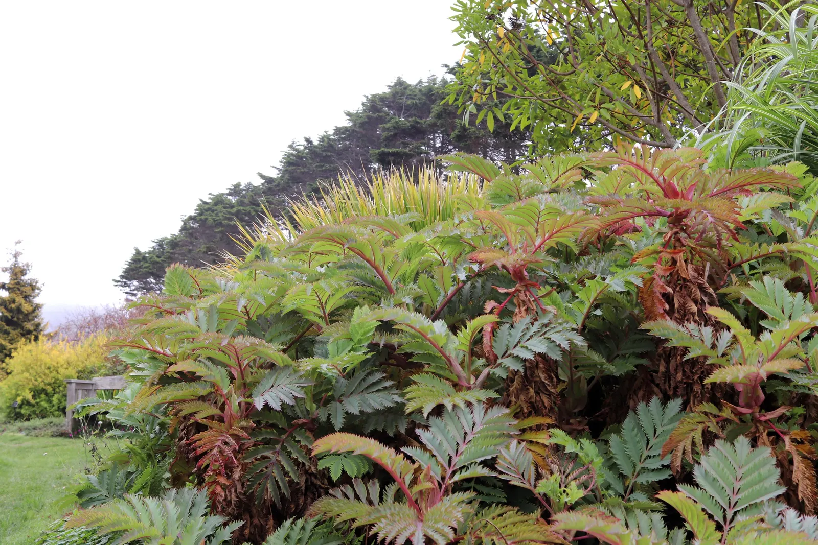 Honey Bush (Melianthus Major) — Prefers full sun to partial shade and well-drained soil; drought-tolerant once established; hence the name.<br><br>From late