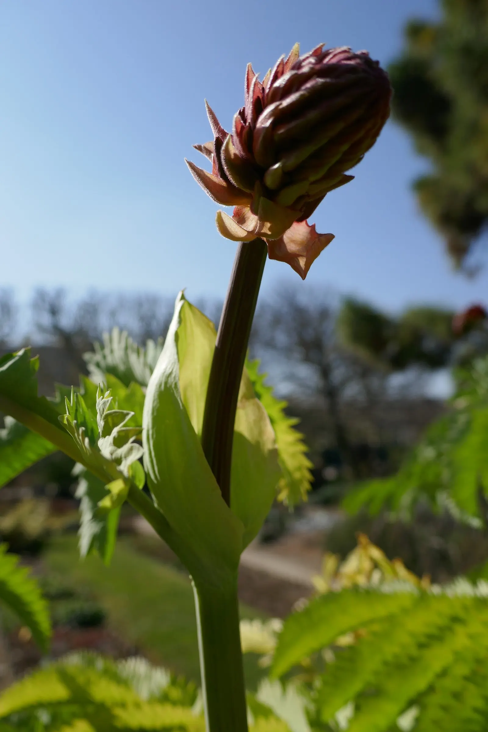 Honey Bush (Melianthus Major) — demanding a sizable area in the garden for proper display; prefers full sun to partial shade and well-drained soil, image 87