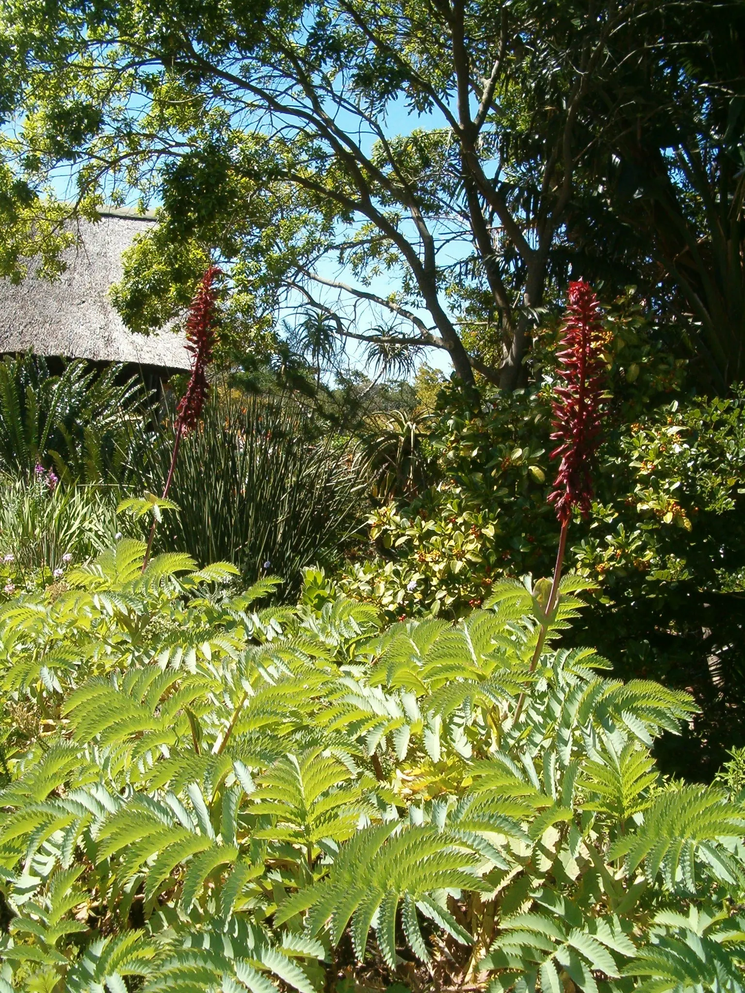 Honey Bush (Melianthus Major) — shrub for full or half or shade; so caution should be taken if pets or children are present