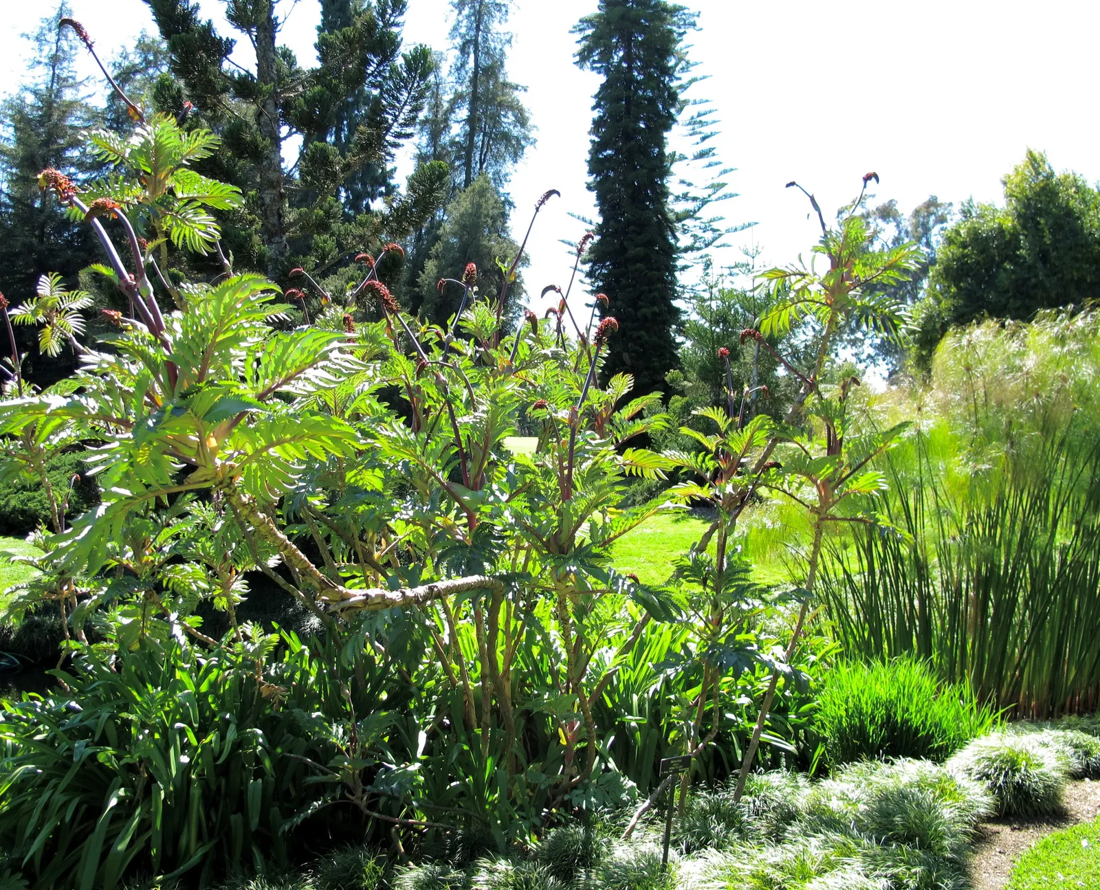 Honey Bush (Melianthus Major) — It features reddish-brown, nectar-rich flowers, which bloom on towering spikes and attract pollinators; shrub for full or half