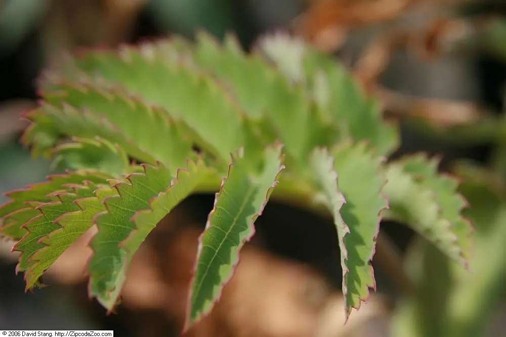 Honey Bush (Melianthus Major) — The Honey Bush (Melianthus major); it features reddish-brown, nectar-rich flowers, which bloom on towering spikes and attract