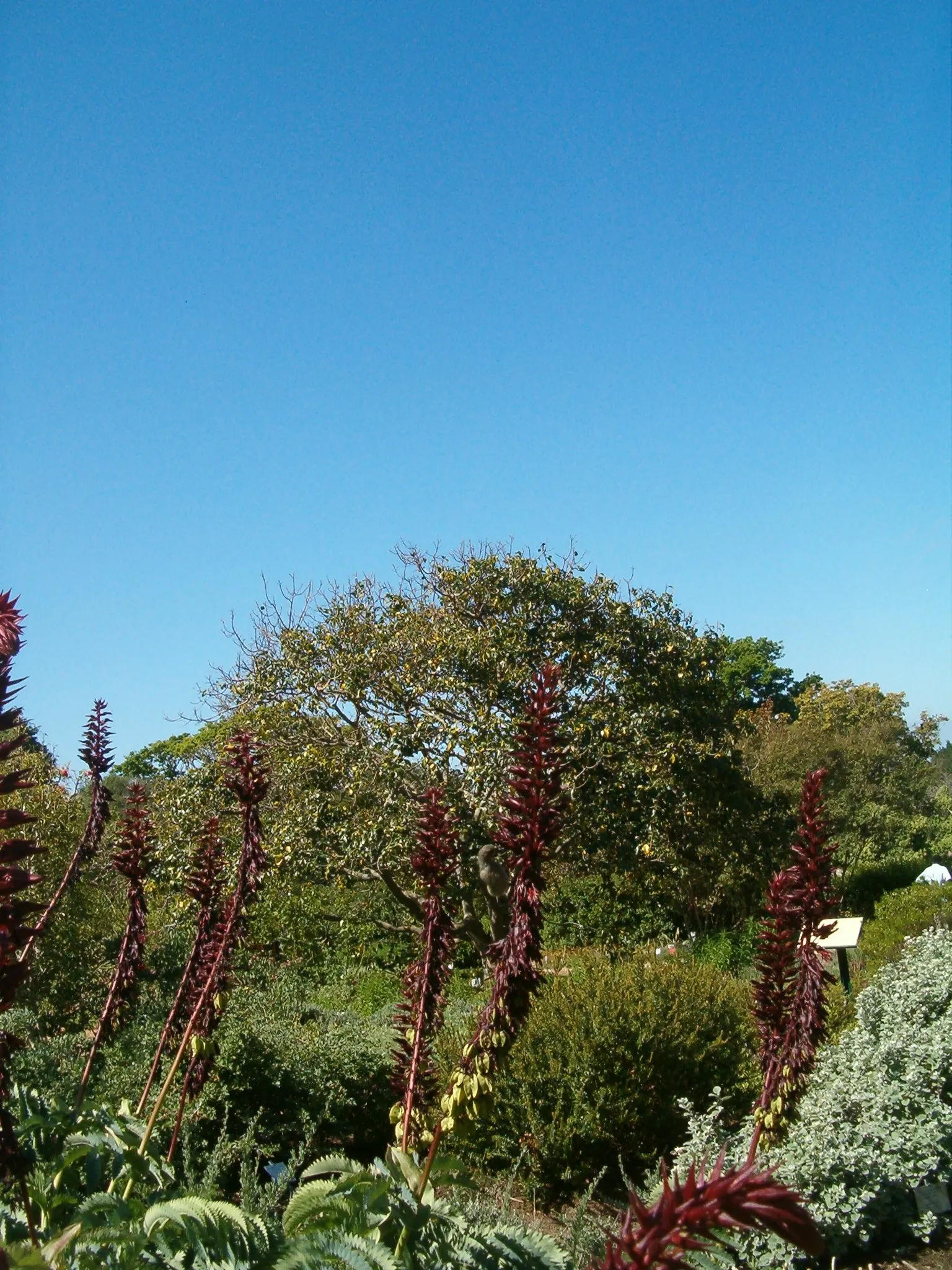 Honey Bush (Melianthus Major) — Note that all parts of the Melianthus major are highly toxic if ingested