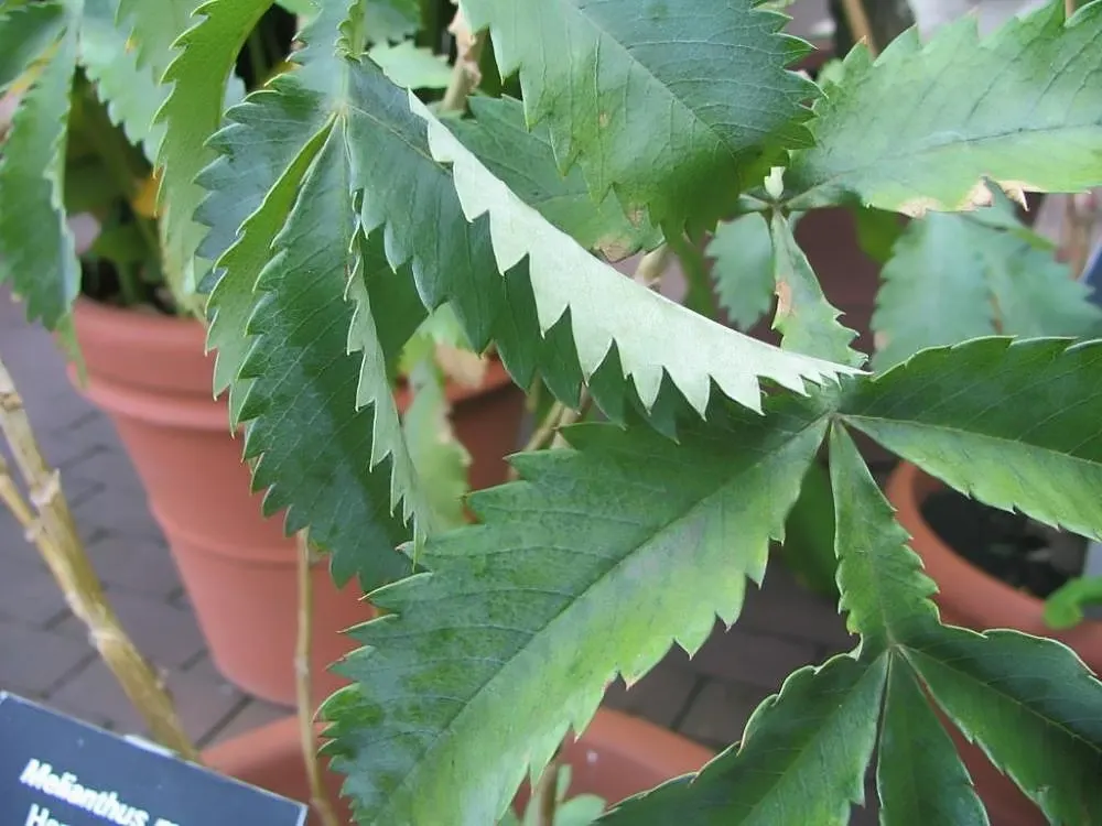 Honey Bush (Melianthus Major) — is an eye-catching perennial prized for its serrated; the Honey Bush can reach upwards of 6 to 10 feet tall with a spread of