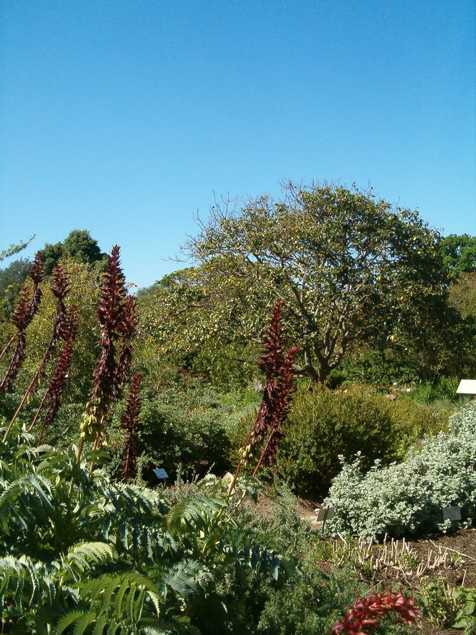 Honey Bush (Melianthus Major) — making it a striking addition to any landscape