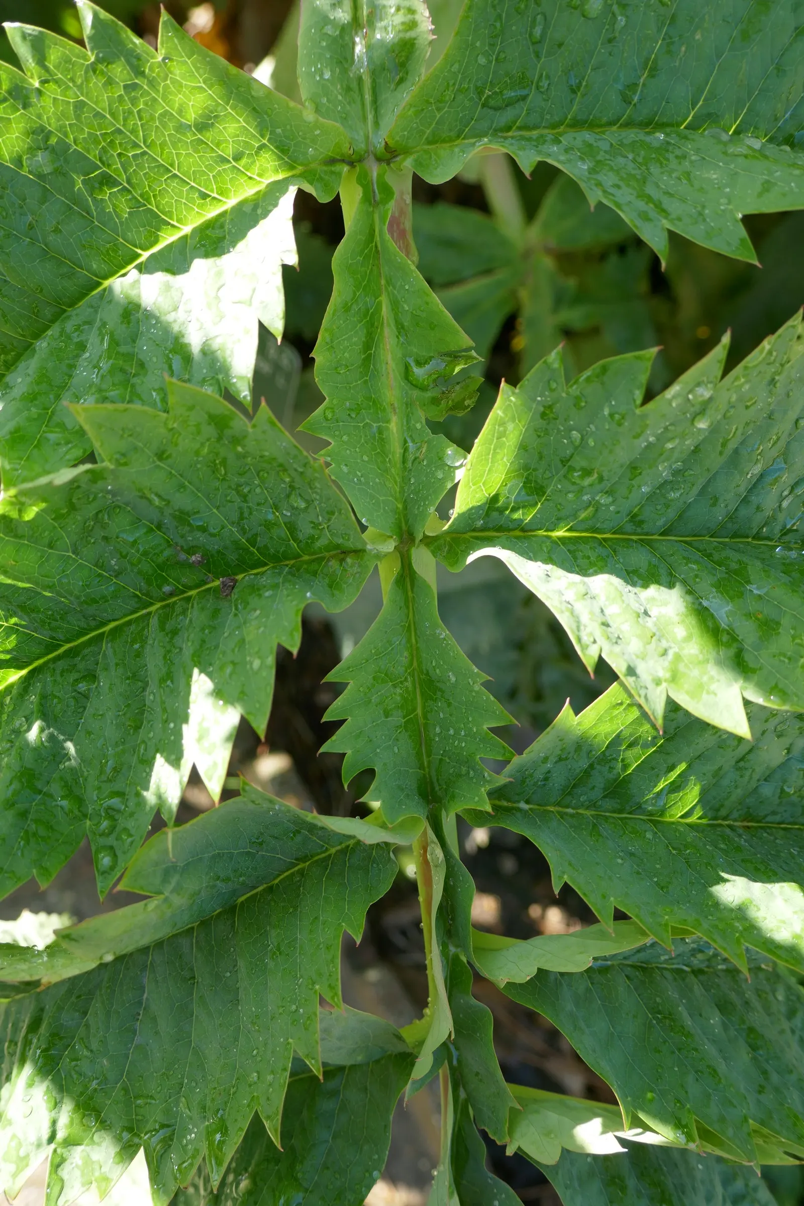 Honey Bush (Melianthus Major) — the Honey Bush produces striking