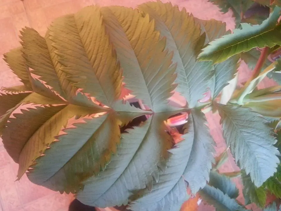 Honey Bush (Melianthus Major) — though it's tolerant of mild drought once established; red flowers in the garden