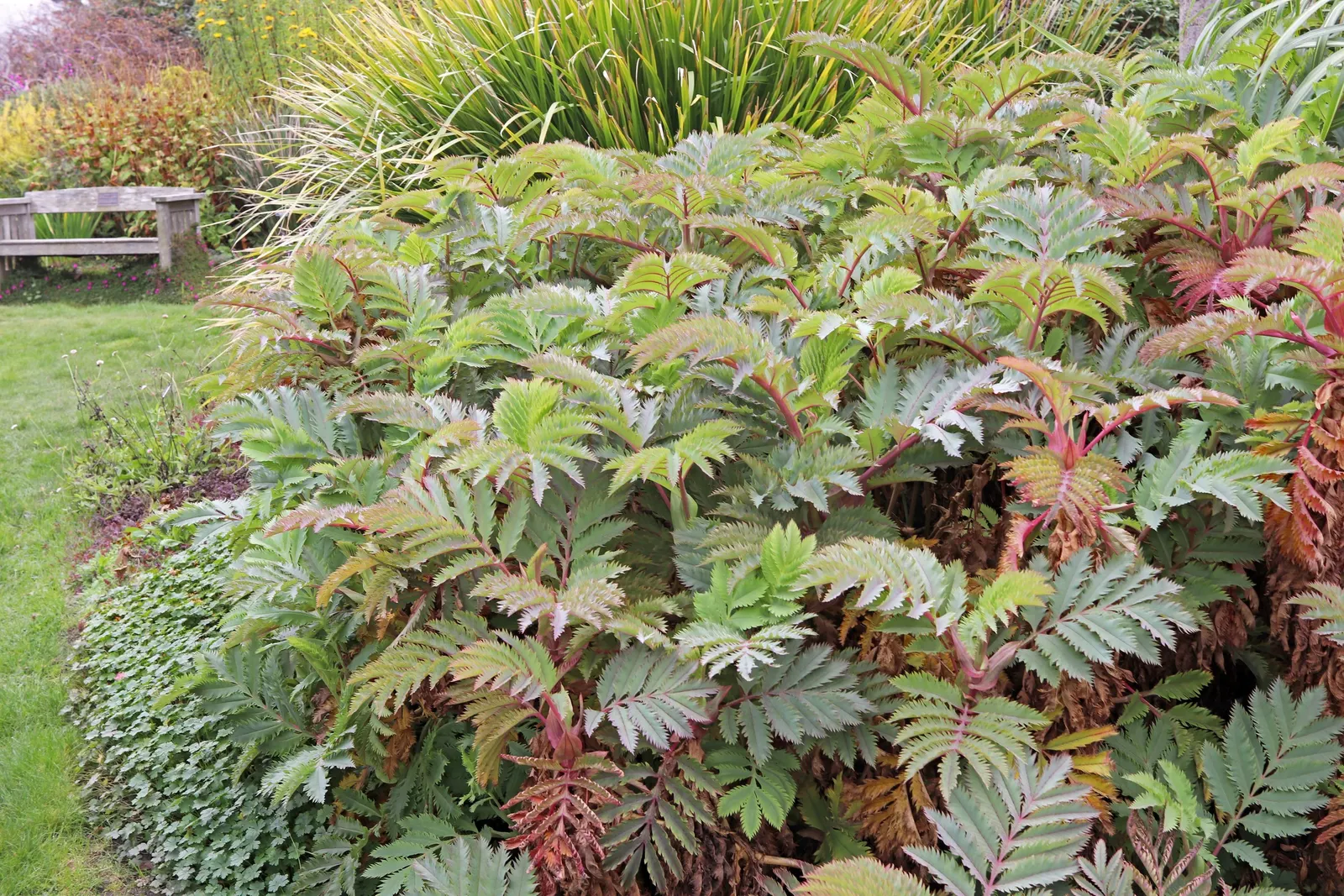 Honey Bush (Melianthus Major) — blue-green pinnate leaves that add a striking texture to gardens; though it's tolerant of mild drought once established