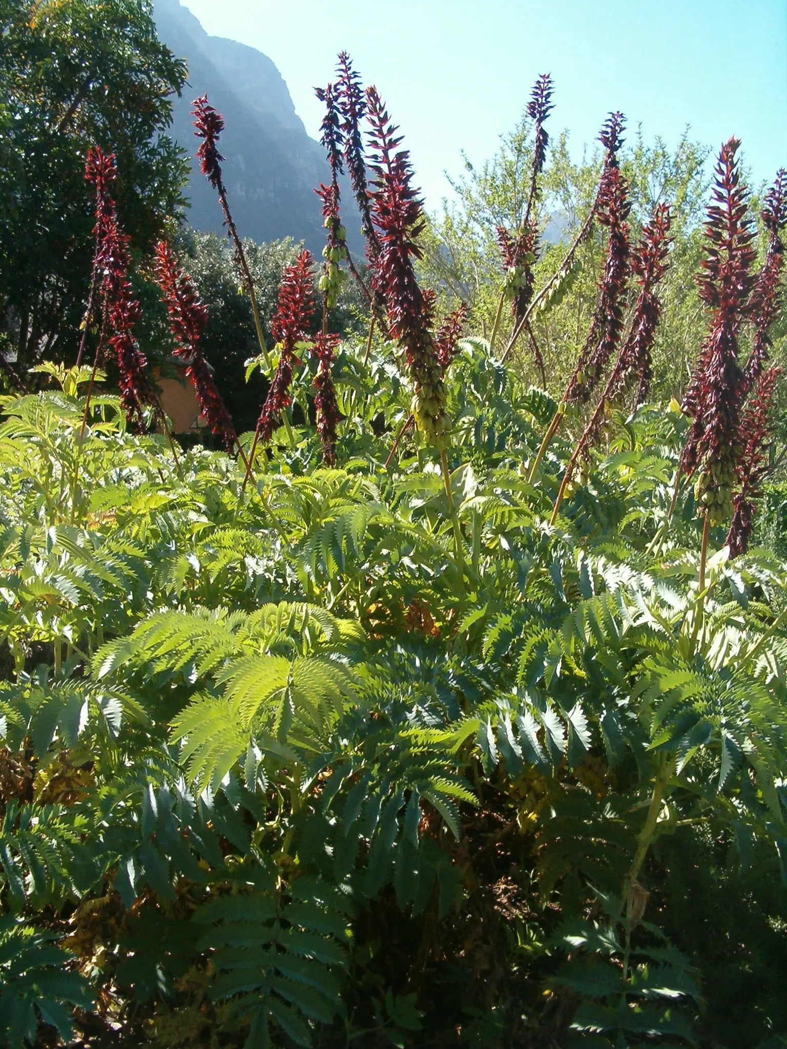 Honey Bush (Melianthus Major) — are deeply serrated and can grow up to 15 to 18 inches long, image 63