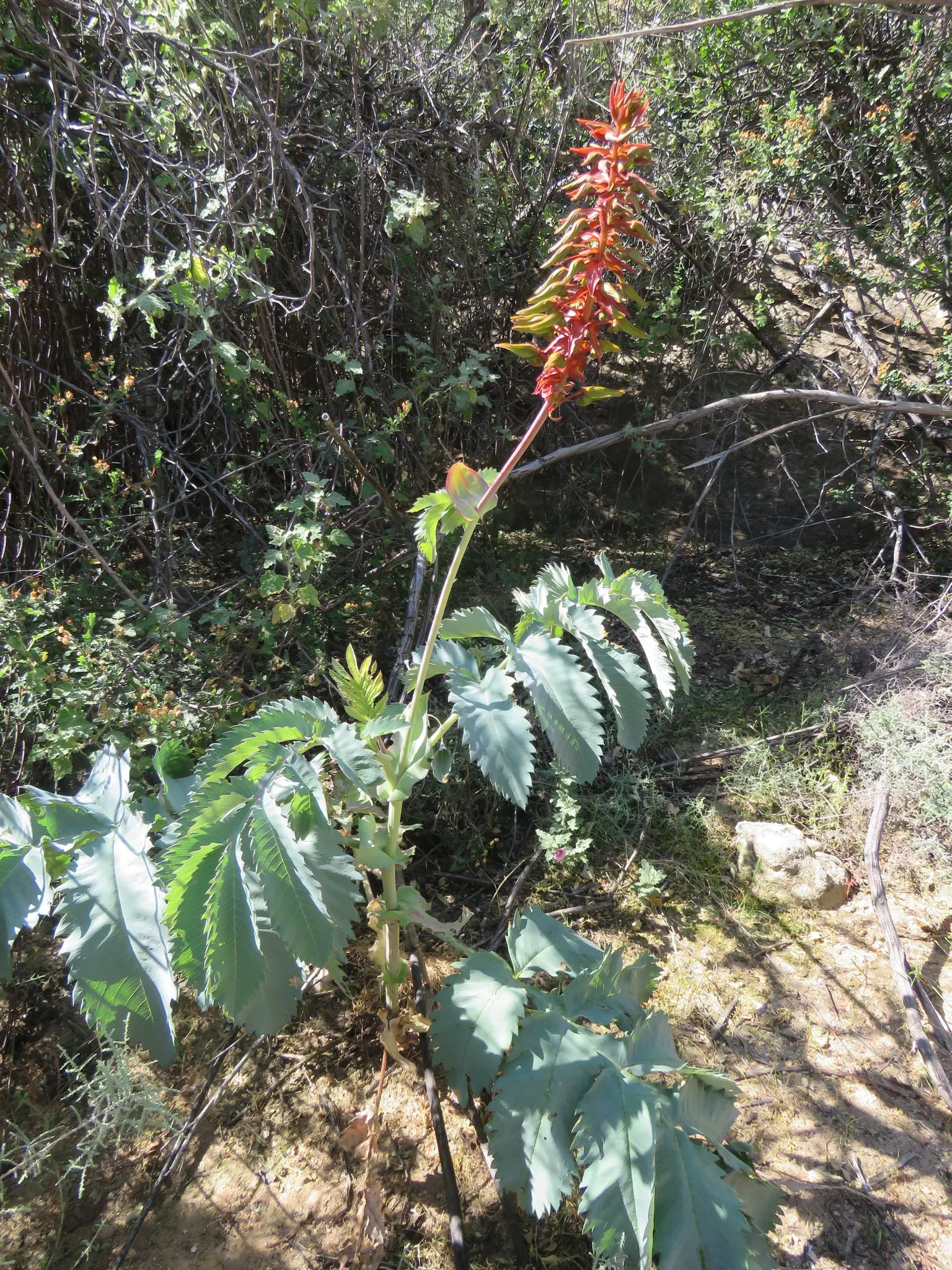 Honey Bush (Melianthus Major) — The Honey Bush (Melianthus major) is an eye-catching; note that all parts of the Melianthus major are highly toxic if ingested