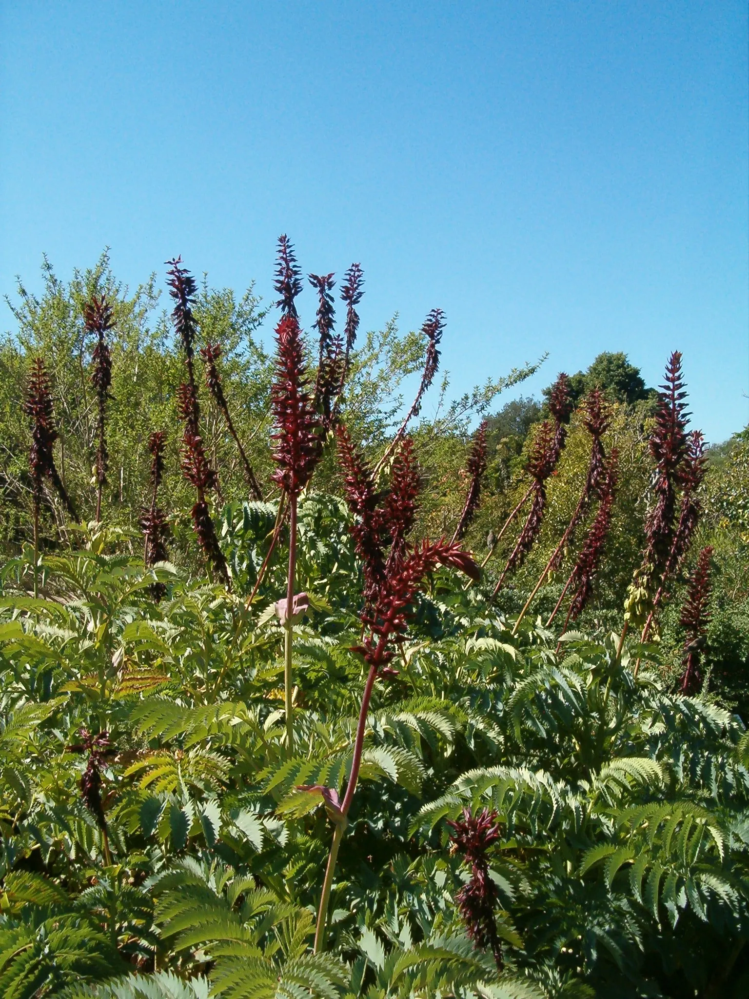 Honey Bush (Melianthus Major) — blue-green pinnate leaves that add a striking texture to gardens