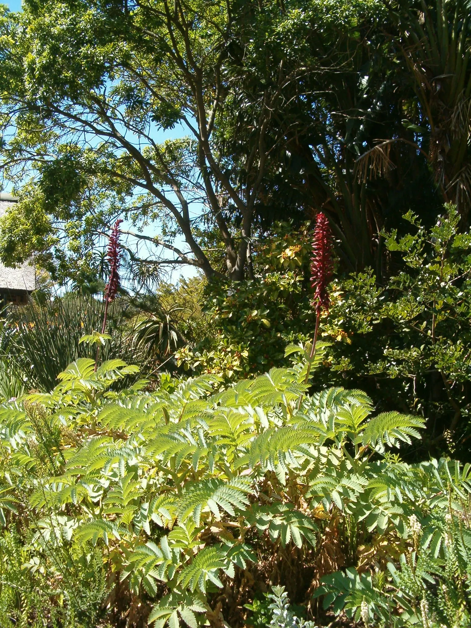 Honey Bush (Melianthus Major) — The Honey Bush (Melianthus major) is an eye-catching