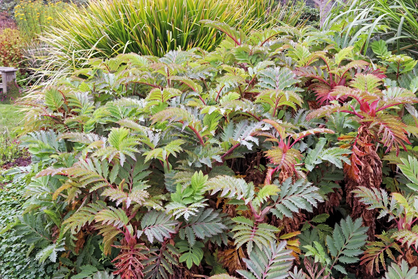 Honey Bush (Melianthus Major) — Fast-growing, it can reach up to 6-10 feet in height and 3-6 feet in width; the Honey Bush (Melianthus major) is an eye-catching