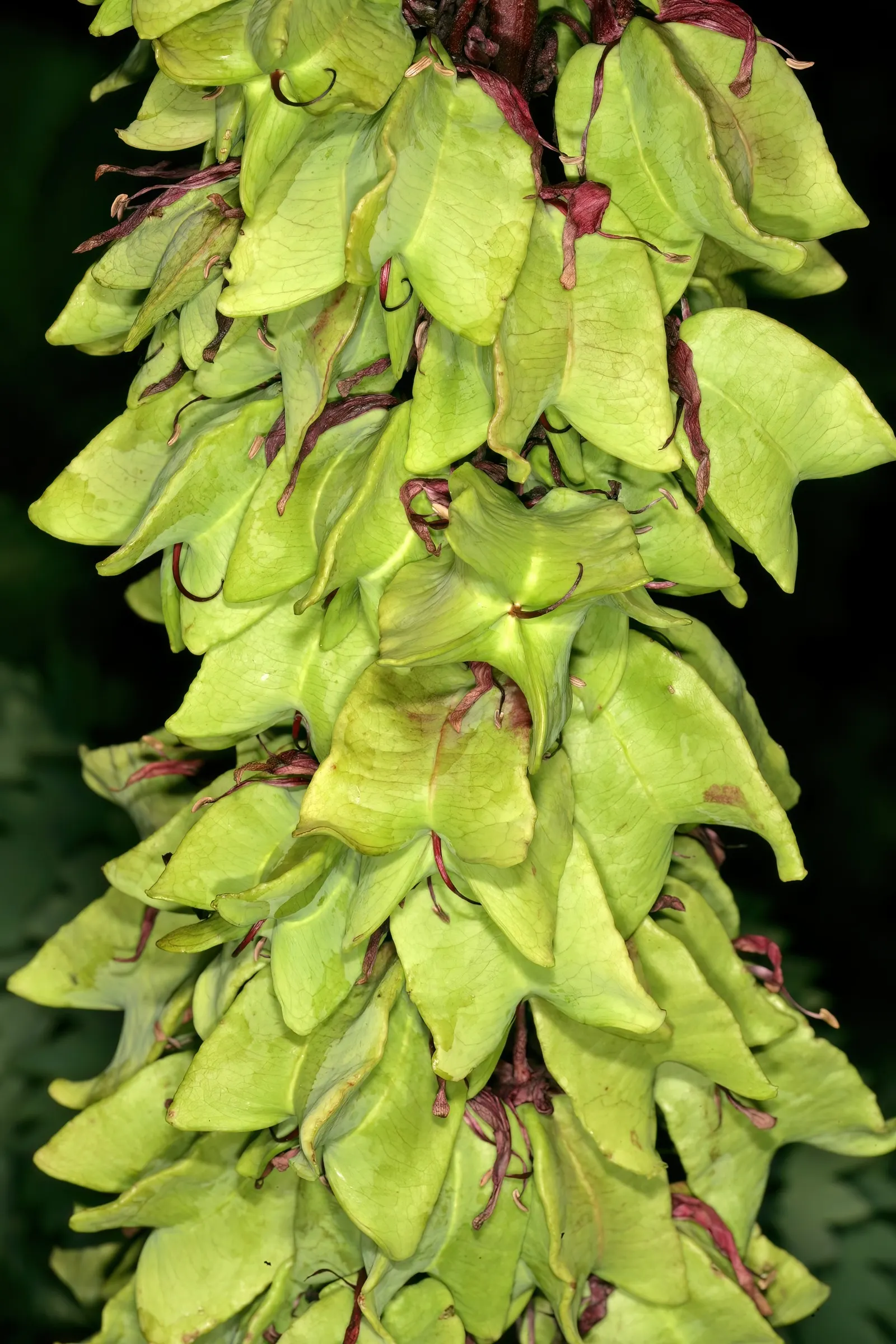 Honey Bush (Melianthus Major) — Pruning can be done in spring to maintain shape and encourage bushier growth