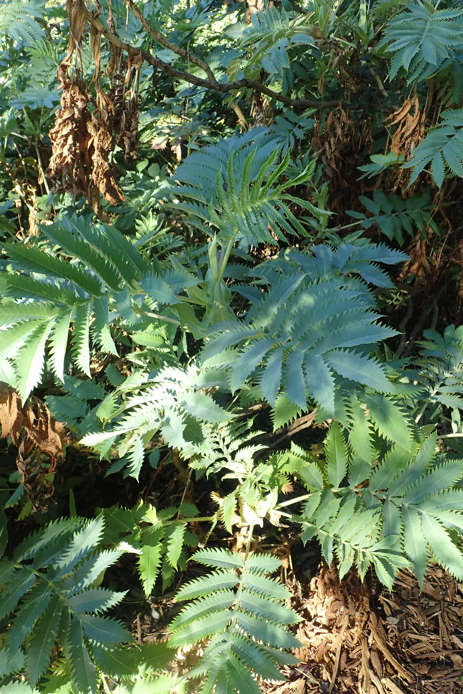 Honey Bush (Melianthus Major) — shrub for full or half or shade