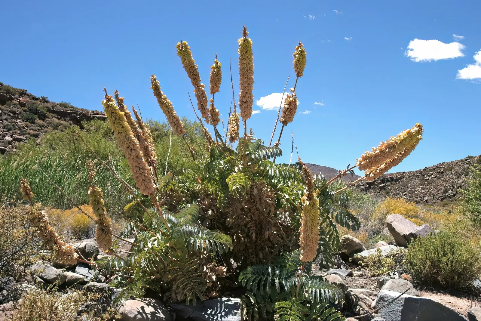 Honey Bush (Melianthus Major) — Pruning can be done in spring to maintain shape and encourage bushier growth; demanding a sizable area in the garden for proper