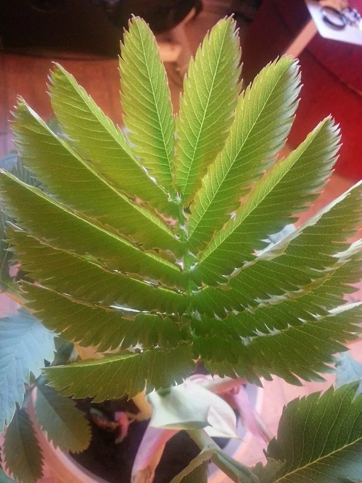 Honey Bush (Melianthus Major) — red flowers in the garden