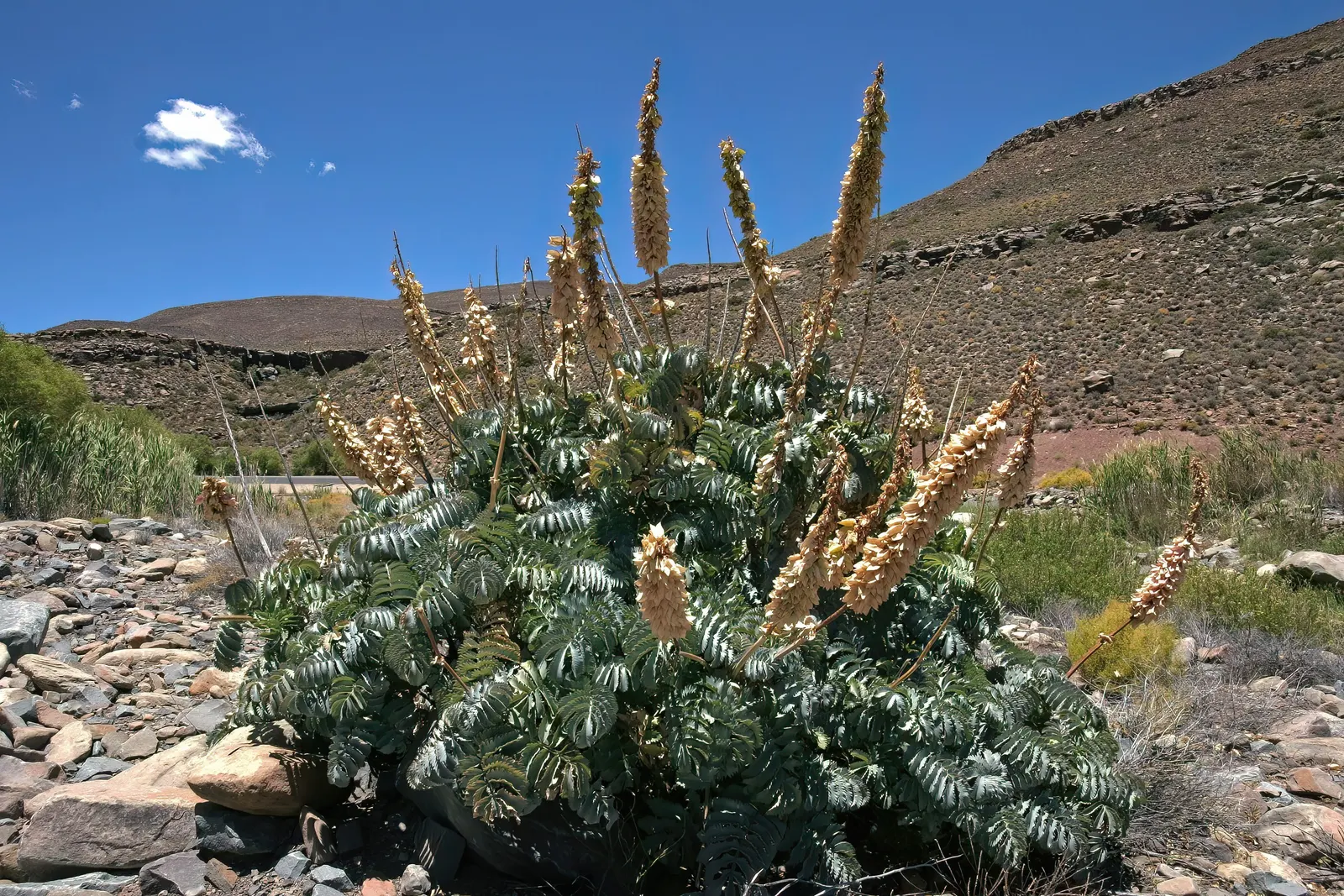 Honey Bush (Melianthus Major) — shrub with red blooms