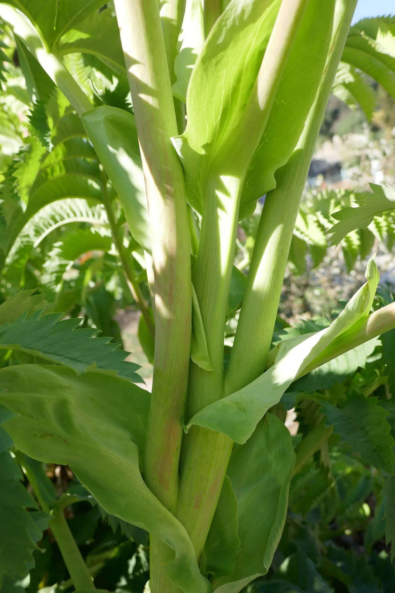 Honey Bush (Melianthus Major) — are deeply serrated and can grow up to 15 to 18 inches long, image 88