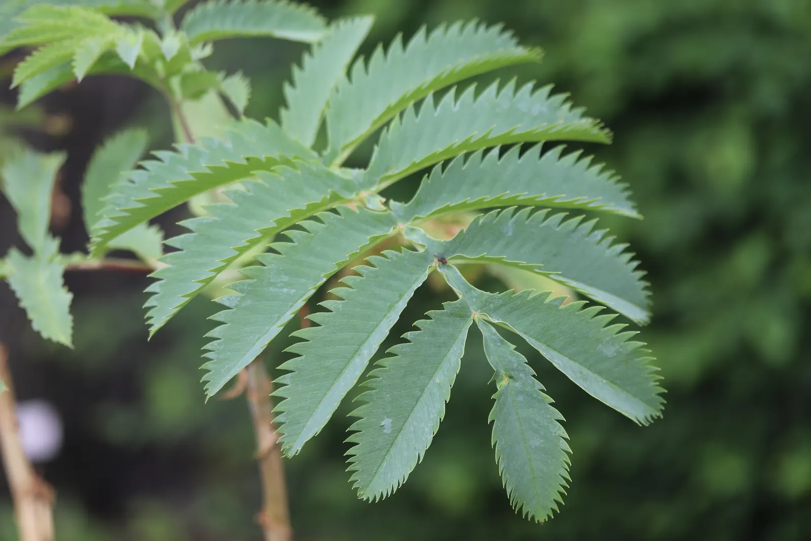 Honey Bush (Melianthus Major) — so caution should be taken if pets or children are present