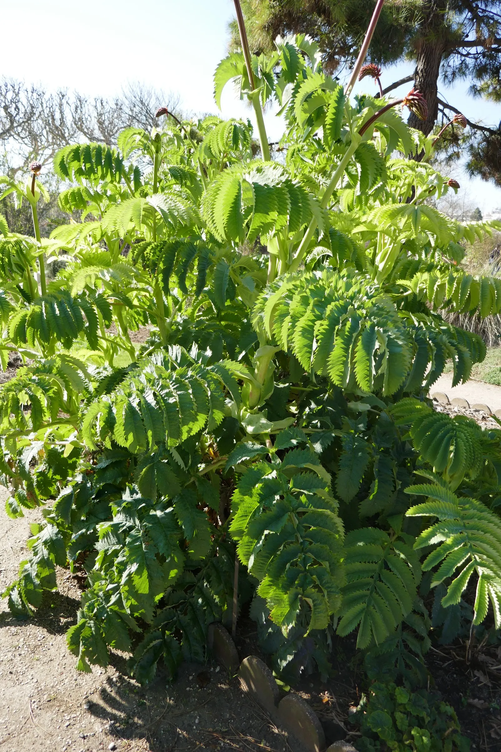 Honey Bush (Melianthus Major) — the Honey Bush produces striking; is an eye-catching perennial prized for its serrated, image 90