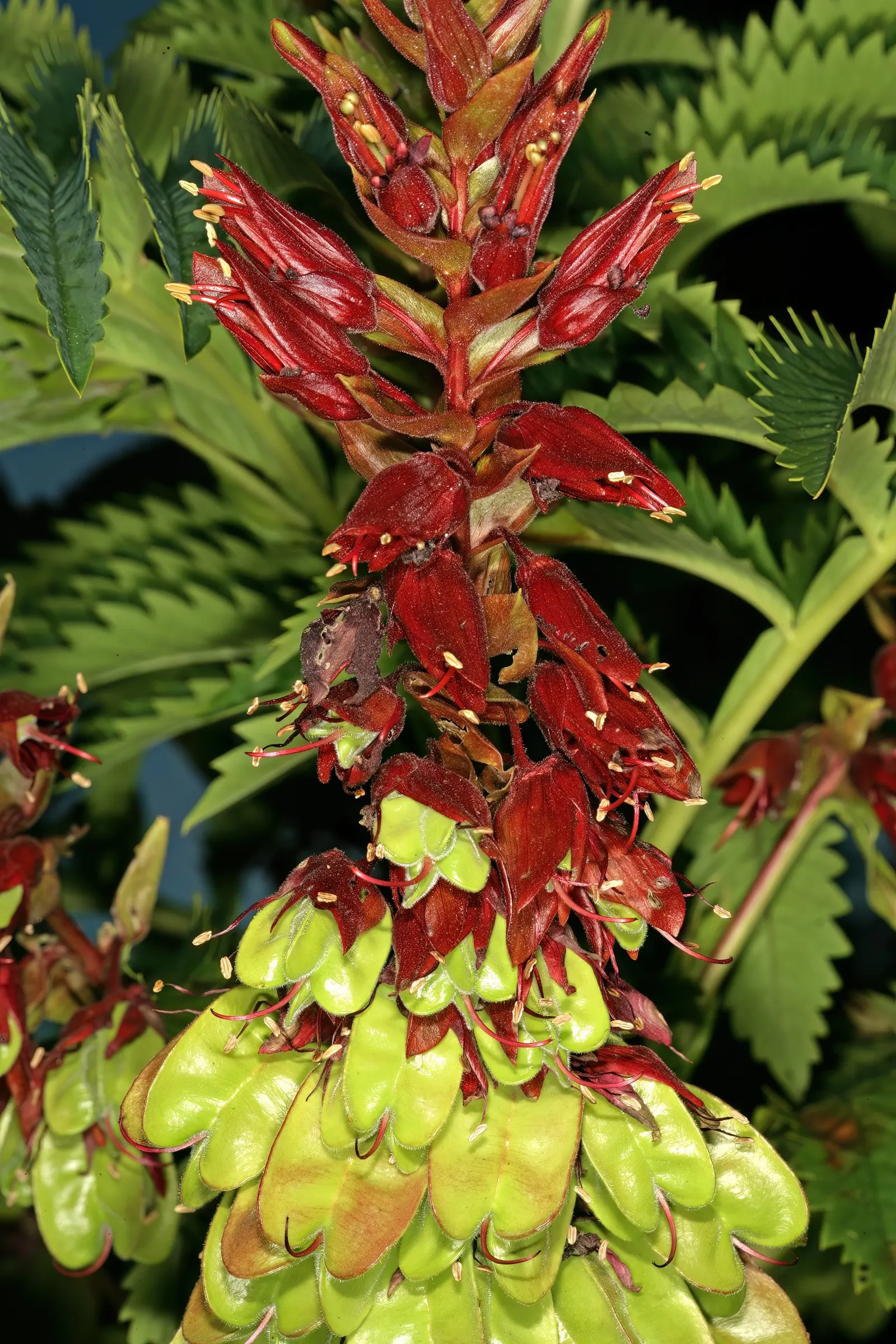 Honey Bush (Melianthus Major) — Note that all parts of the Melianthus major are highly toxic if ingested; it should be sheltered from strong winds, image 71