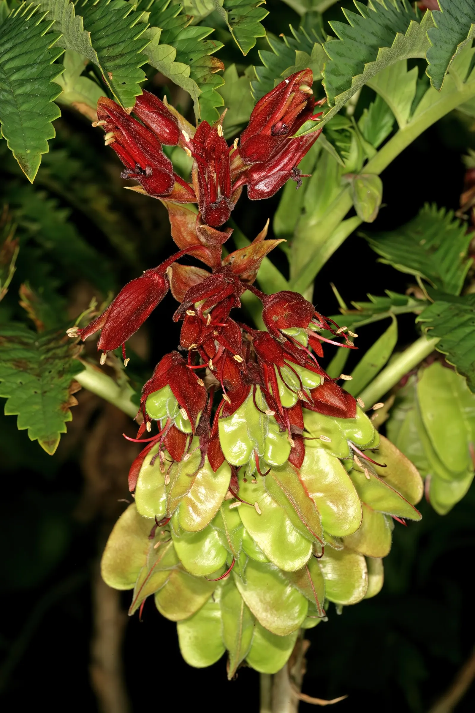 Honey Bush (Melianthus Major) — pendulous racemes that can extend up to 2 feet in length; making it a striking addition to any landscape, image 66
